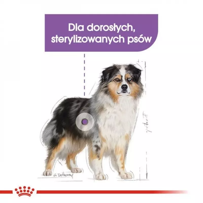 Ração seca para cães Royal Canin Medium Sterilised Adult 12 kg — para cães adultos esterilizados de raças médias, aves, proteína 28%, gordura 13%