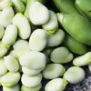 PNOS fava Jankiel White sementes, 50 g