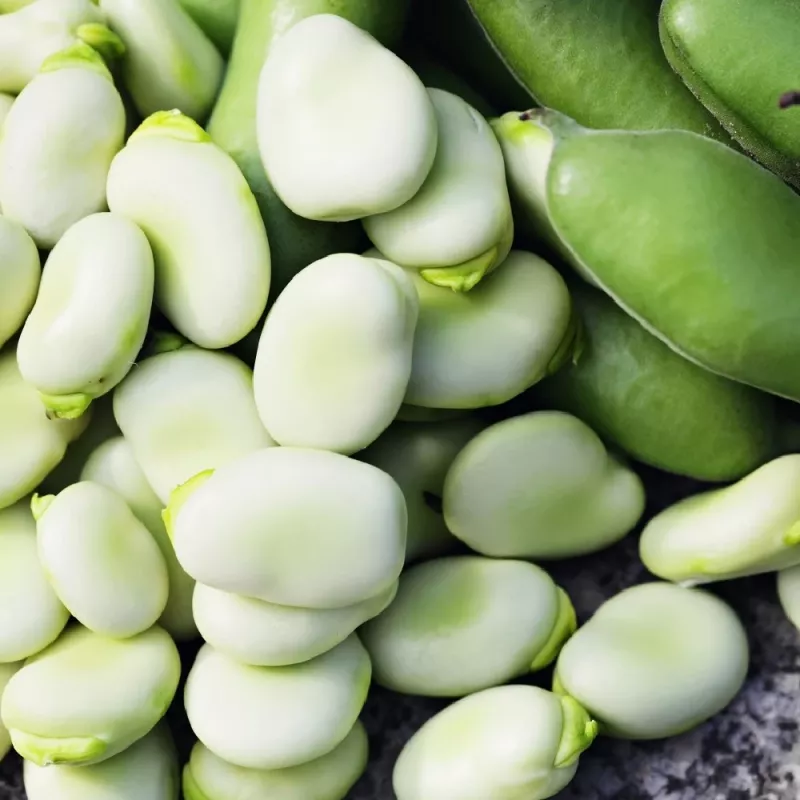 PNOS fava Jankiel White sementes, 50 g