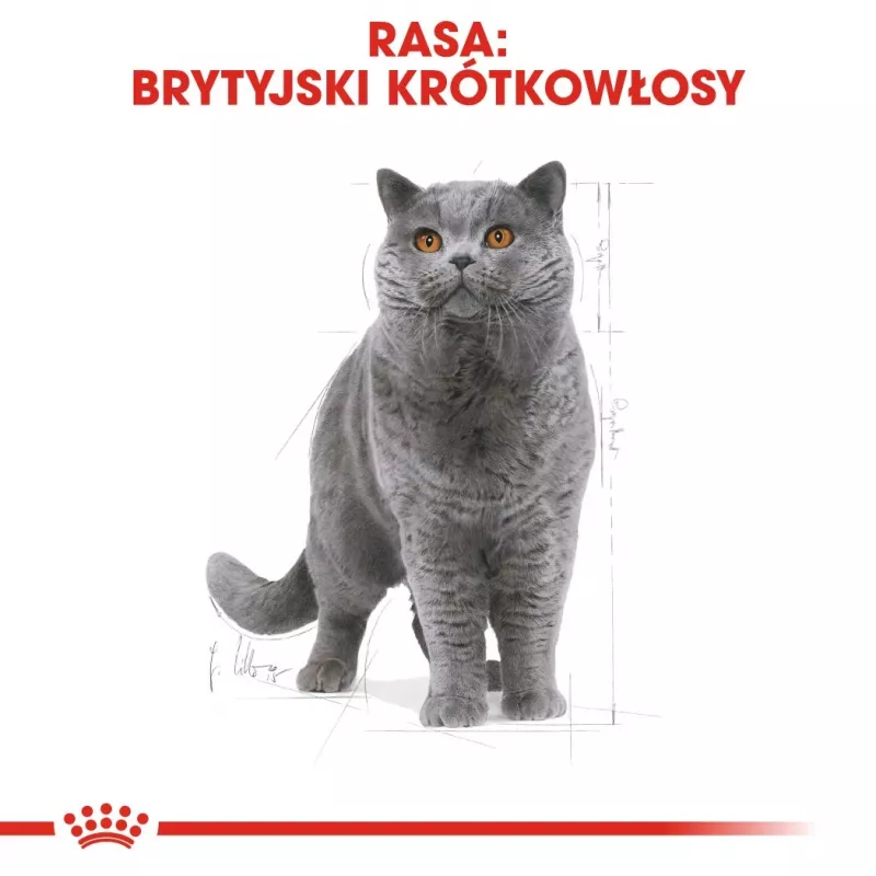 Royal Canin British Shorthair Adult ração seca para gatos 4 kg