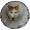 Túnel para gatos ZOLUX CHATOUILLE 100 cm com padrão de gatos e ratos — brinquedo para animais de estimação