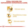 Comida seca para cães Royal Canin Cavalier King Charles Adult 1,5 kg — frango, raça pequena, pele e pelo, apoio cardíaco