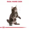 Comida seca para gatos Royal Canin Maine Coon Kitten 2 kg — aves, proteína 36%, gordura 23%