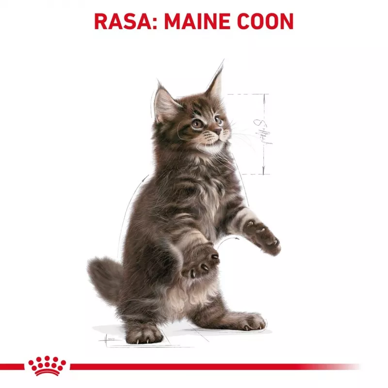 Comida seca para gatos Royal Canin Maine Coon Kitten 2 kg — aves, proteína 36%, gordura 23%