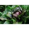 Sementes de hortícolas alface chicória Palla Rossa 3 Toraf, pacote 5g