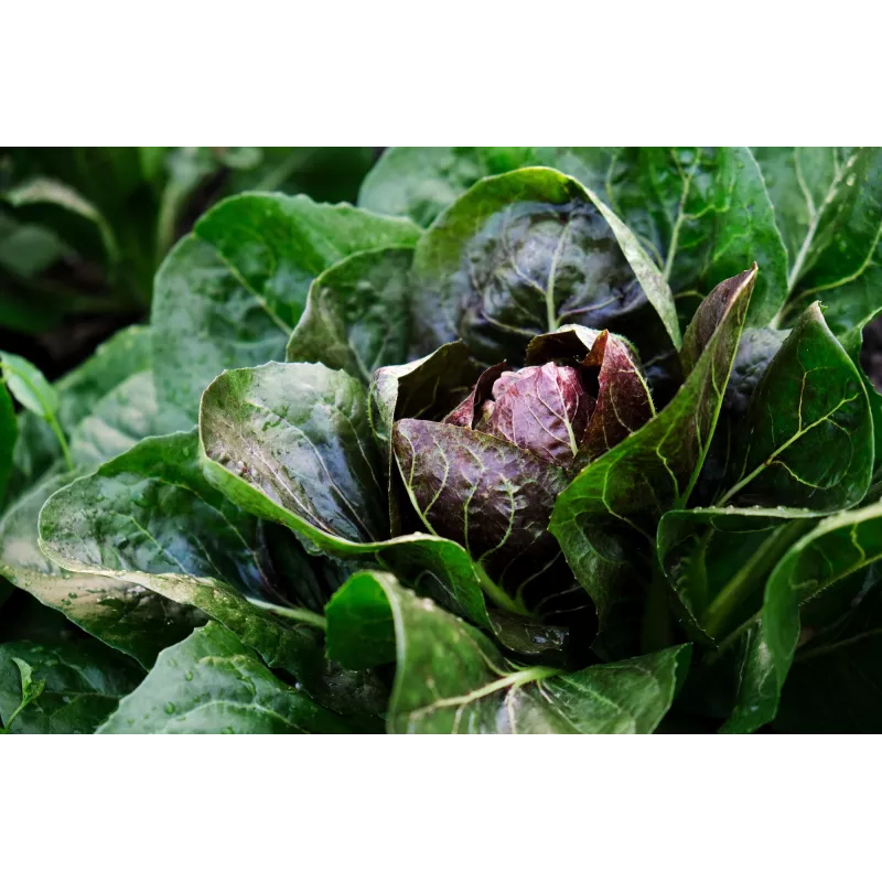 Sementes de hortícolas alface chicória Palla Rossa 3 Toraf, pacote 5g