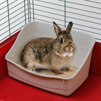 Bandeja sanitária aberta de canto FERPLAST para coelhos, plástico cinzento 370×270×185 mm para coelhos