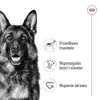 ROYAL CANIN SHN Maxi Adult pão lata 410 g