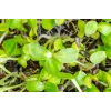 Sementes de girassol preto PNOS para germinar, embalagem de 20 g