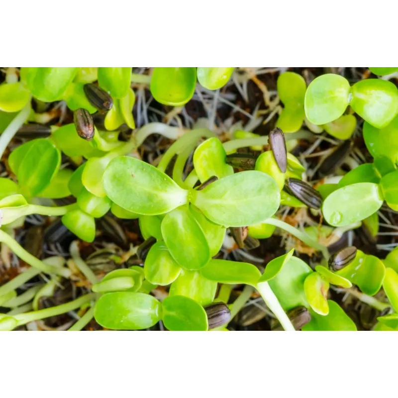 Sementes de girassol preto PNOS para germinar, embalagem de 20 g
