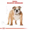 Royal Canin Bulldog Adult ração seca para cães, 12 kg