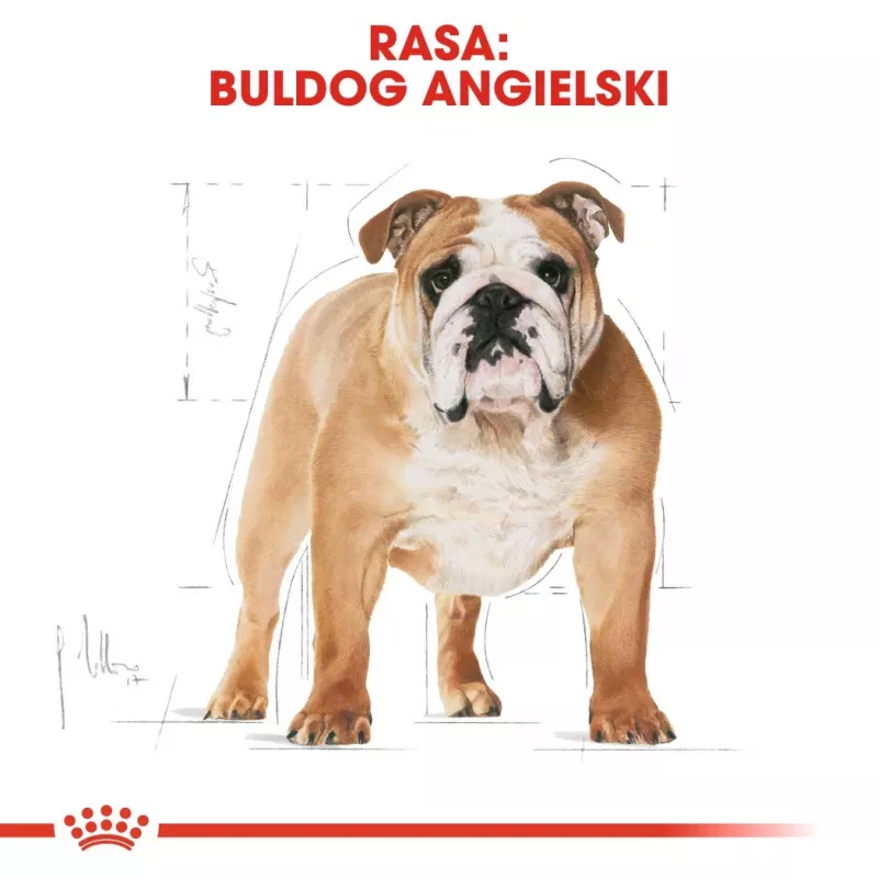 Royal Canin Bulldog Adult ração seca para cães, 12 kg