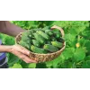 Sementes de pepino Wisconsin SMR 58 Toraf, embalagem de 5 g