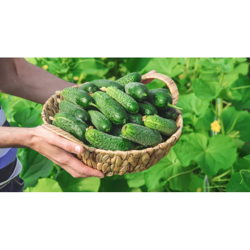 Sementes de pepino Wisconsin SMR 58 Toraf, embalagem de 5 g