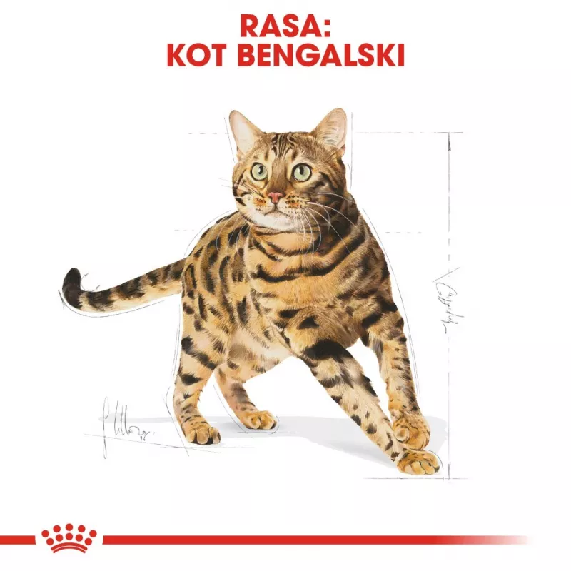 Royal Canin Bengal Adult ração seca para gatos, 2 kg, aves e legumes