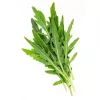 PNOS rúcula Eruca sativa sementes em fita, 6 m