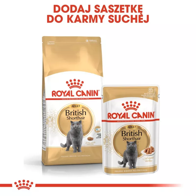 Royal Canin British Shorthair Adult ração seca para gatos, 10 kg