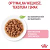 Royal Canin FHN Kitten Sterilised alimento húmido para gatos em molho, embalagem de 12 x 85 g
