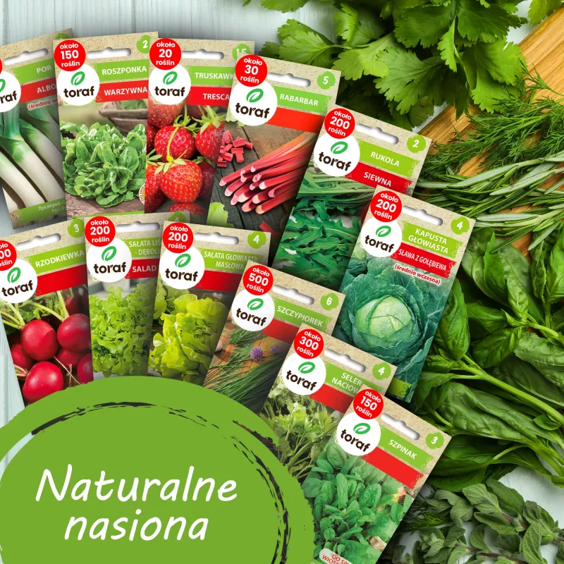 Conjunto de sementes TORAF Spring Flavors - 12 embalagens