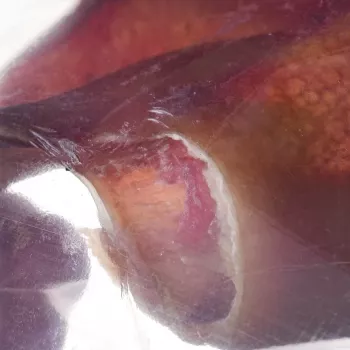 Brinquedo de mastigar para cães PETMEX orelha de porco 40 g — produto natural de orelha de porco para mastigar para a higiene dentária de cães de porte médio e grande