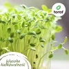 Conjunto de sementes de tomate Toraf Eden – 8 embalagens