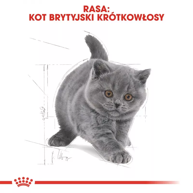 Ração seca para gatos Royal Canin British Shorthair Kitten 2 kg – frango, 38% proteína, 20% gordura, fórmula de crescimento