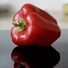 PNOS pimento Jolanta sementes de hortícolas, 0,5 g