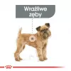 Comida seca para cães Royal Canin Mini Dental Care 3 kg — raças pequenas adultas, aves, cuidado dentário