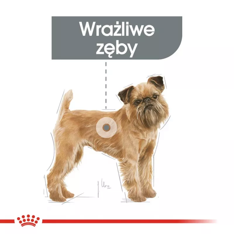 Comida seca para cães Royal Canin Mini Dental Care 3 kg — raças pequenas adultas, aves, cuidado dentário