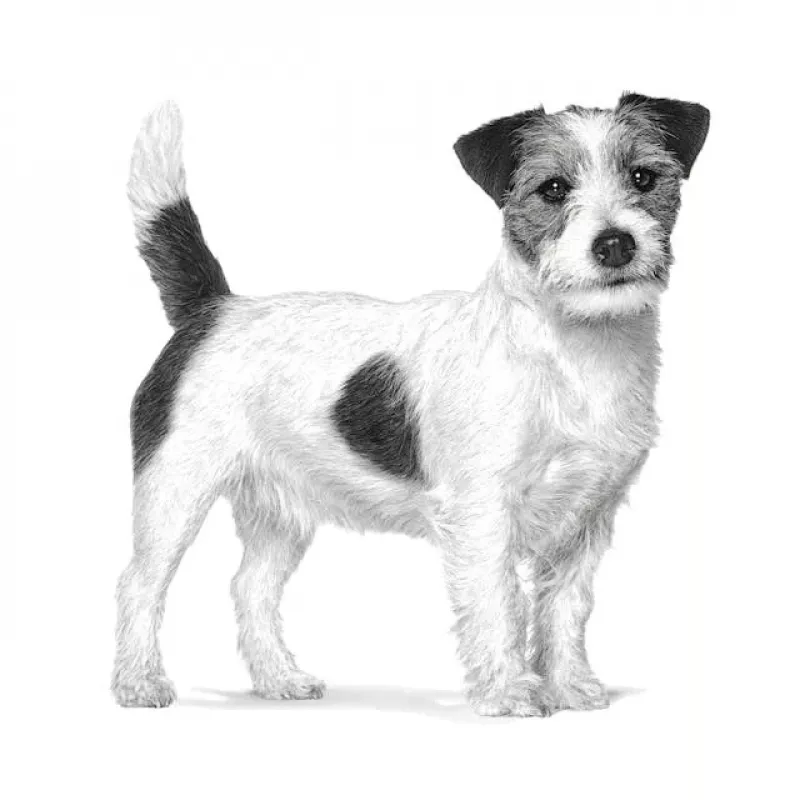 Comida seca para cães Royal Canin Anallergenic Small 1,5 kg — fórmula hipoalergénica para cães adultos de raças pequenas