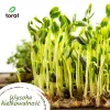Conjunto de sementes de hortícolas Toraf Harmonia – 12 embalagens
