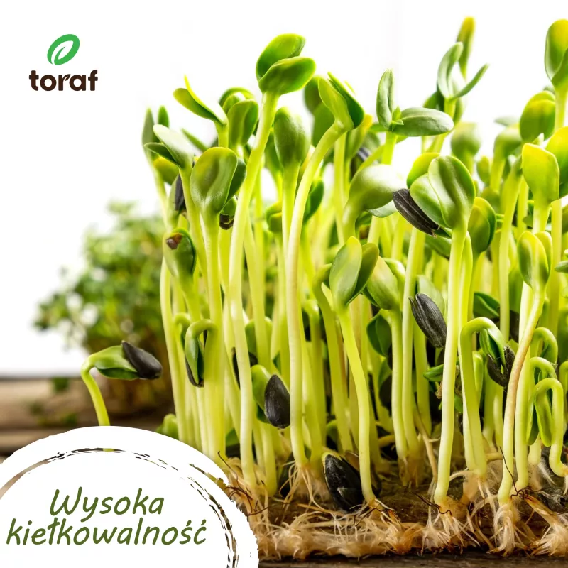 Conjunto de sementes de hortícolas Toraf Harmonia – 12 embalagens