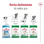 ROYAL CANIN Mini Ageing Adult +12 - Ração seca para cães - 3,5 kg