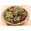 Sementes de rabanete China Rose para rebentos, embalagem de 20 g