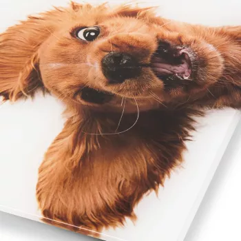 Balança Zelmer ZBS1010 branca ZBS1010 cão ZELMER