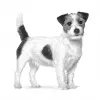 Comida seca para cães Royal Canin Anallergenic Small – receita hipoalergénica para cães adultos de raça pequena, 3 kg, sabor a carne, sem glúten e sem açúcar