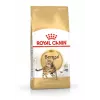 Royal Canin FBN Bengal Adult alimento seco para gatos, 10 kg
