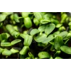 Sementes de girassol preto PNOS para germinar, embalagem de 20 g
