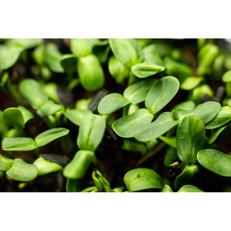 Sementes de girassol preto PNOS para germinar, embalagem de 20 g