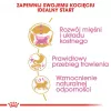 Ração seca para gatos Royal Canin British Shorthair Kitten 2 kg – frango, 38% proteína, 20% gordura, fórmula de crescimento
