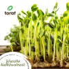 Conjunto de sementes Toraf Summer Flavors - 7 embalagens