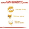 Royal Canin FBN Maine Coon Adult alimento seco para gatos, 4 kg