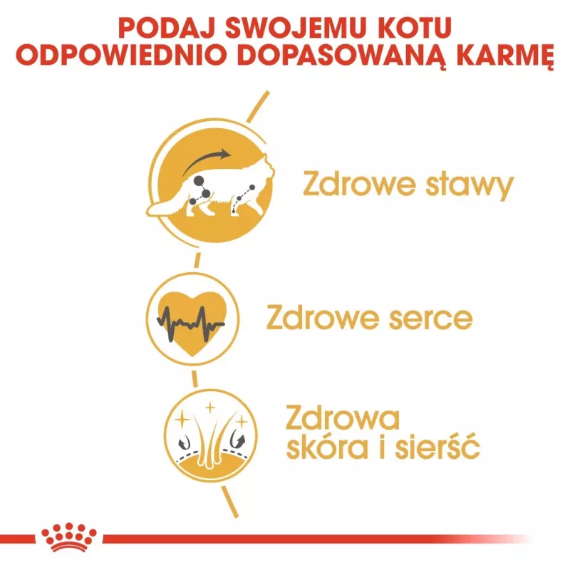 Royal Canin FBN Maine Coon Adult alimento seco para gatos, 4 kg