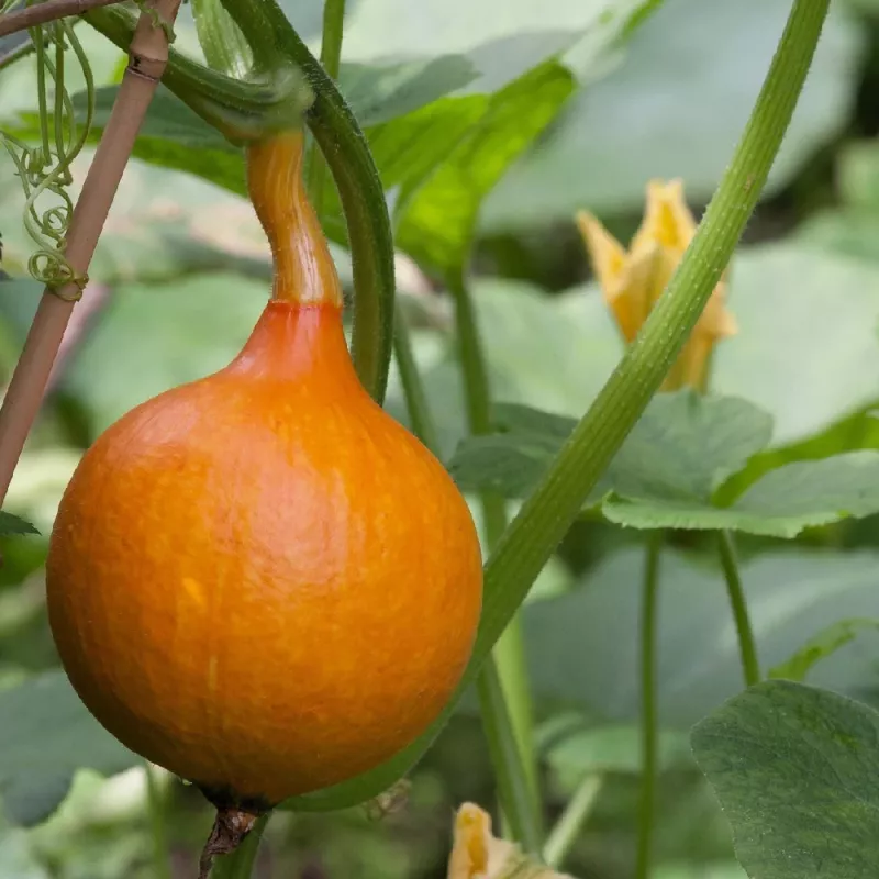 PNOS abóbora gigante Dolores sementes de hortícolas, 5 g