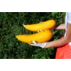 Sementes de hortícolas courgette dourada Toraf, pacote 5g