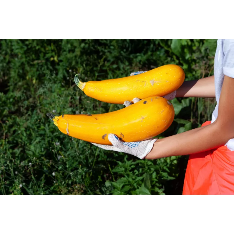 Sementes de hortícolas courgette dourada Toraf, pacote 5g