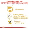 Royal Canin Maltese Adult ração seca para cães, 1,5 kg