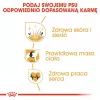 Royal Canin Cocker Adult ração seca para cães, 12 kg