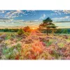 Puzzle, schmidt spiele Heide bei Sonnenuntergang, 1000 peças, motivo paisagem