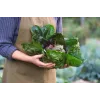 Sementes de hortícolas alface chicória Palla Rossa 3 Toraf, pacote 5g